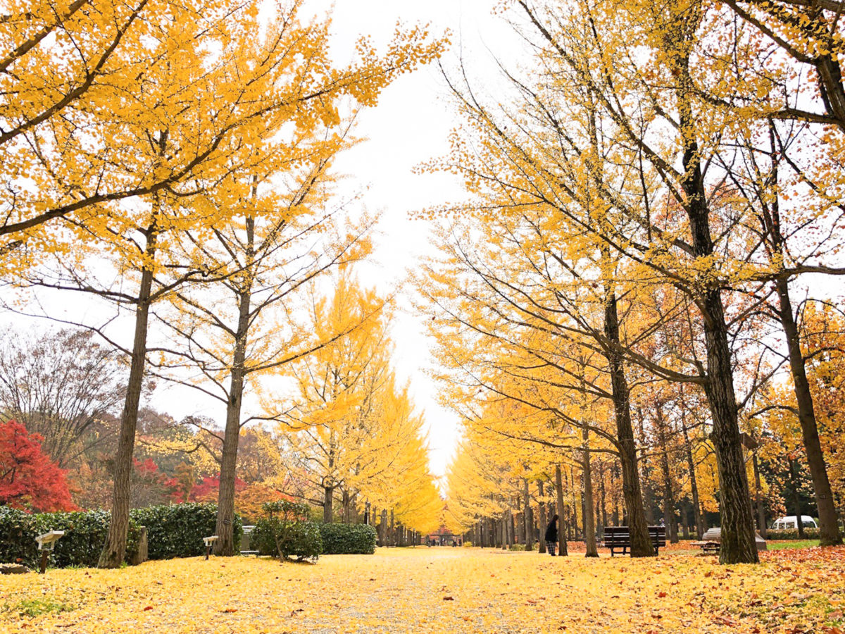 天童市の山形県総合運動公園で2018年最初で最後の秋イメージの撮影｜山形モデルネット